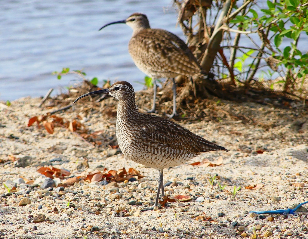 P4980314：チュウシャクシギ_R