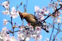 P3980186：桜にキレンジャク_R