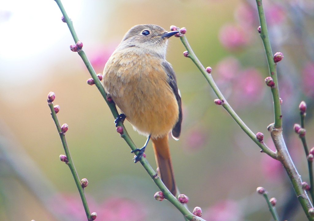 P1780199：ジョウビタキ（メス）_R
