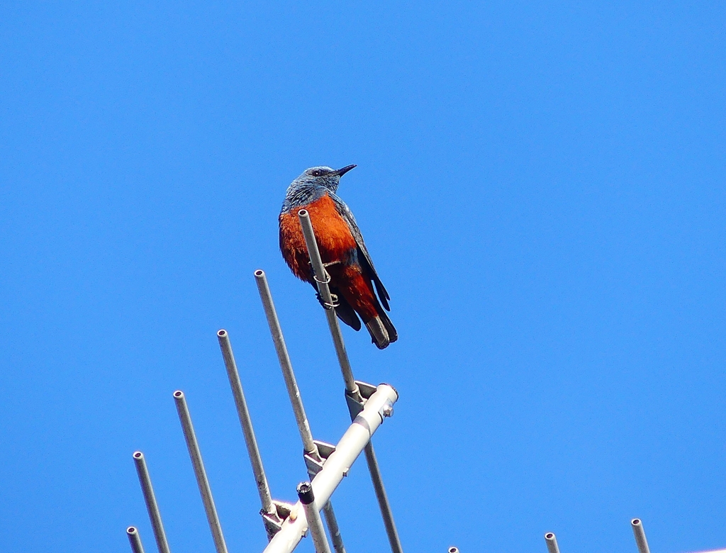 P4120658：イソヒヨドリ（オス）_R