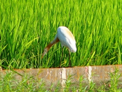 P1130041：アマサギ_R