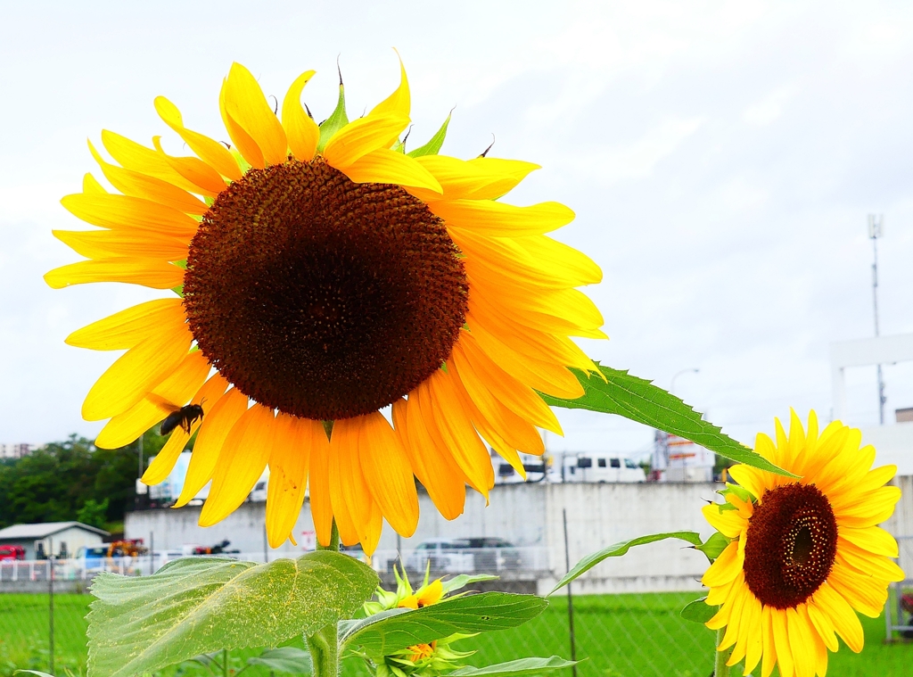 P4230274：ヒマワリ_R