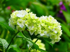 P4170861：紫陽花_R