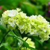 P4170861：紫陽花_R