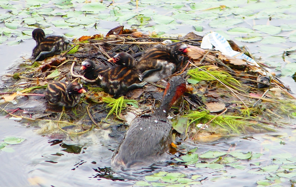P1020766：カイツブリのヒナ_R