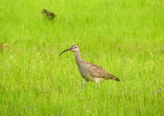 P1990560：チュウシャクシギ_R