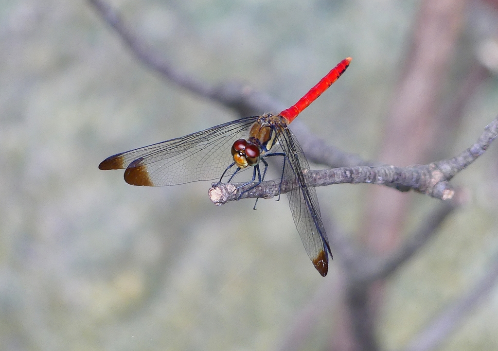 P1210258：リスアカネ_R
