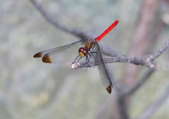 P1210258：リスアカネ_R