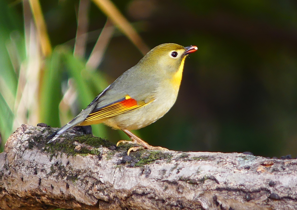 P1550582：ソウシチョウ_R