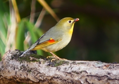 P1550582：ソウシチョウ_R