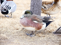 P3780494：アメリカヒドリ（オス）_R