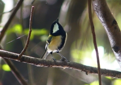 P1370475：シジュウカラ_R