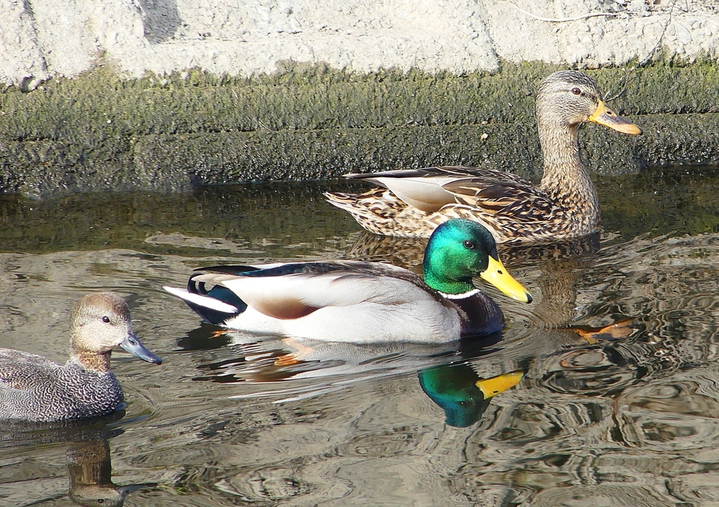 P1570772：マガモ_R