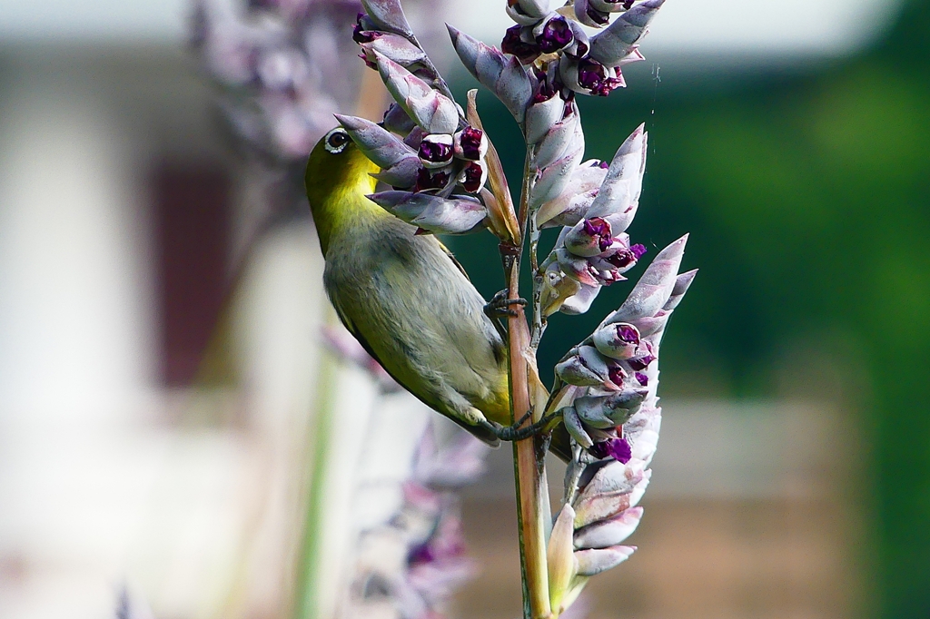 P1020070：メジロ_R