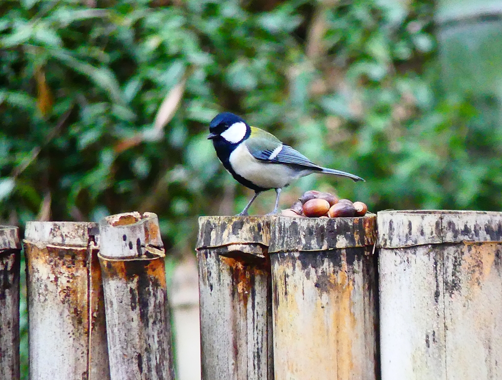 P4820090：シジュウカラ_R