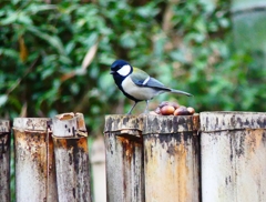 P4820090：シジュウカラ_R