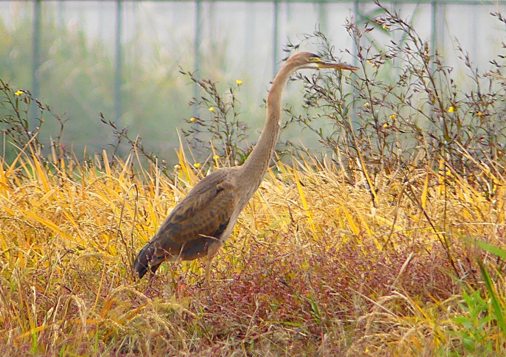 P1400642：ムラサキサギ_R