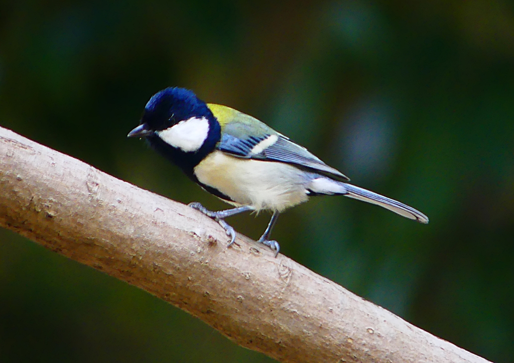 P1310586：シジュウカラ_R