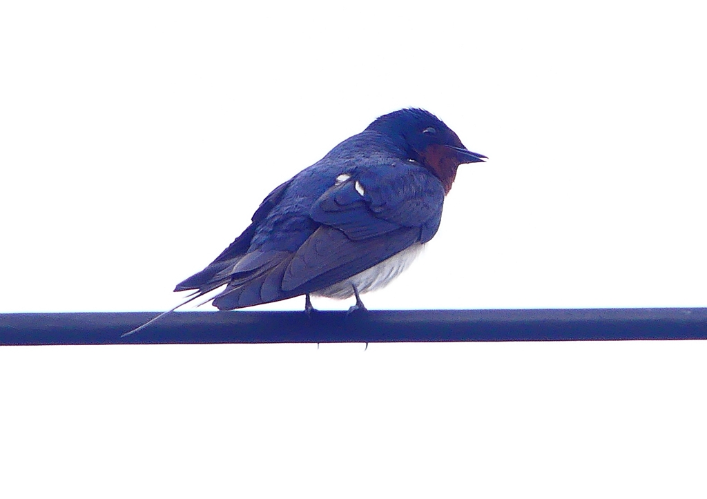 P1900073：ツバメ08_R
