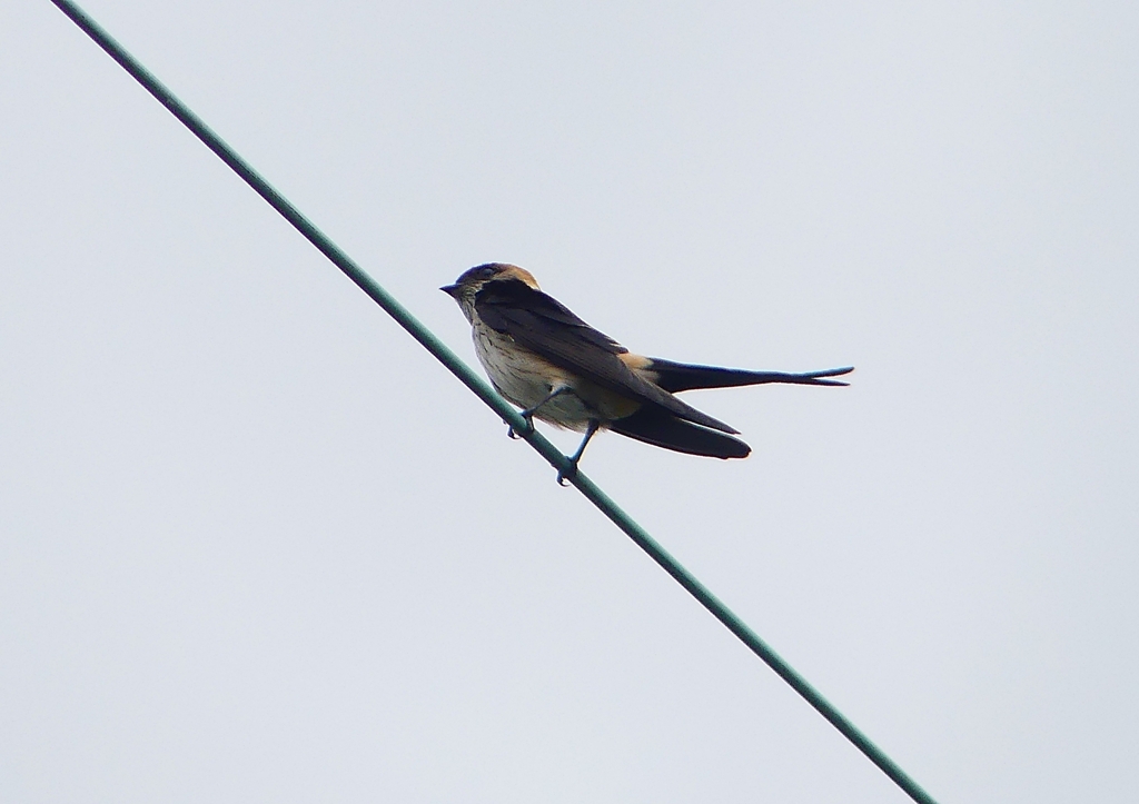 P1230776：コシアカツバメ_R