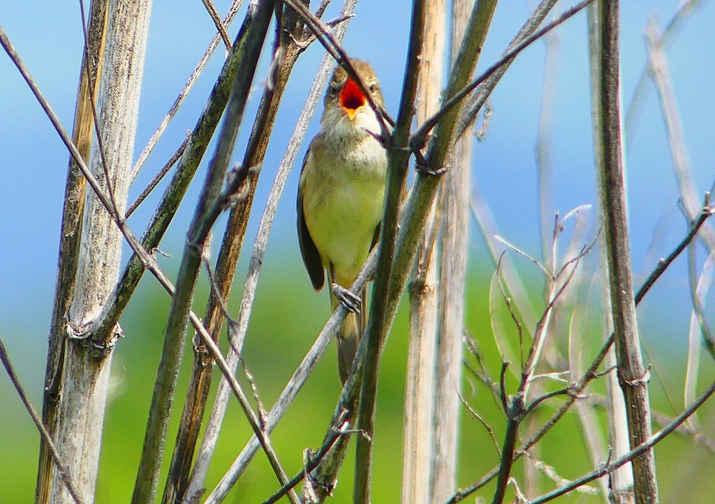 P2000481：オオヨシキリ_R