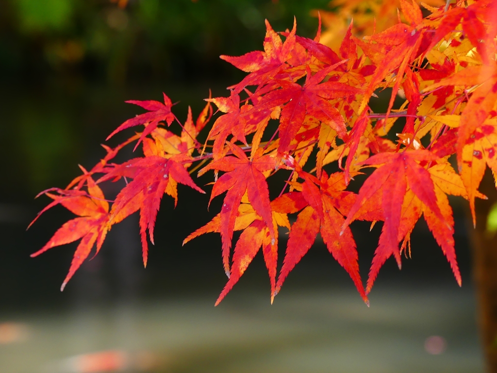 P1030551：永観堂＜京都の紅葉＞_R