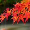P1030551：永観堂＜京都の紅葉＞_R