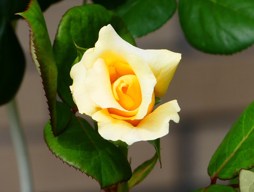 P4120198：バラの花_R