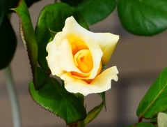 P4120198：バラの花_R