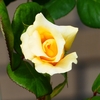 P4120198：バラの花_R