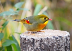 P1600099：ソウシチョウ_R