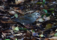 P1750142：クロジ_R