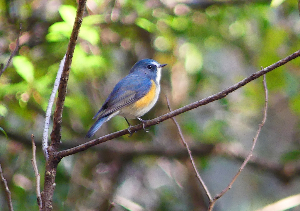 P1470348：ルリビタキ（オス）_R