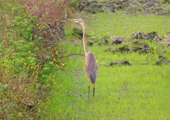 P1400875：ムラサキサギ_R