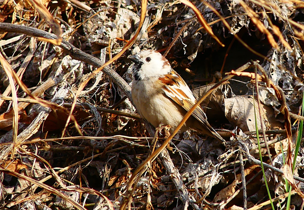 P4660861：白いスズメ_R