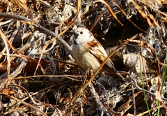 P4660861：白いスズメ_R