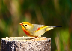 P1890099：ソウシチョウ_R