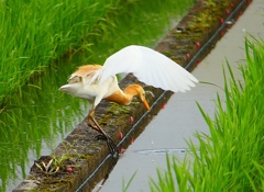P1060240：アマサギ_R