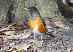 P1890202：オオアカハラ_R
