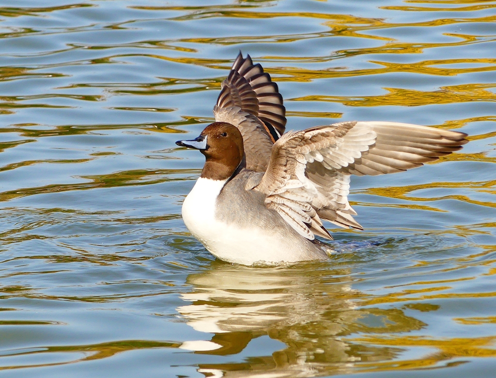 P3650846：オナガガモ（オス）_R