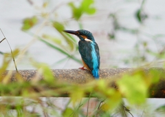 P1260461：カワセミ（メス）_R