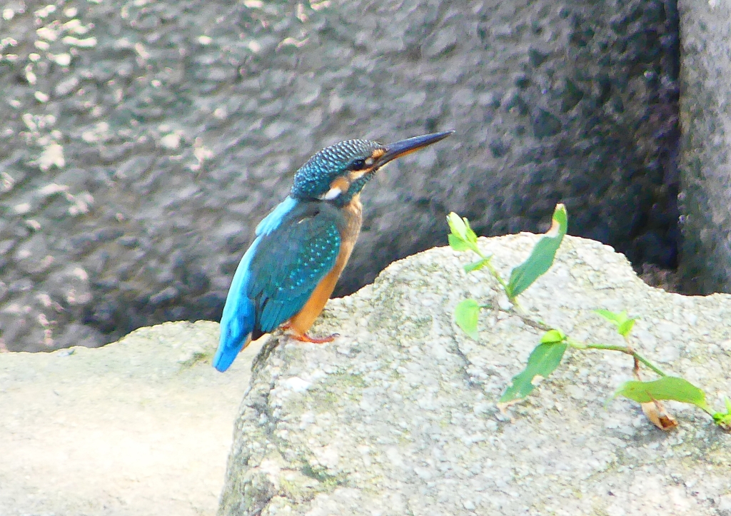 P1280726：カワセミ（メス）_R