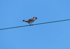 P1160084：コシアカツバメ_R
