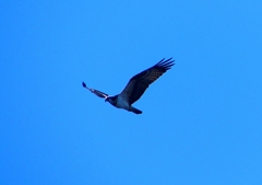P1700069：飛ぶミサゴ_R