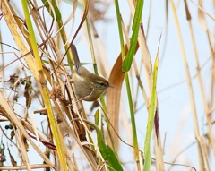 P3740809：ウグイス_R