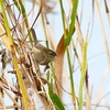 P3740809：ウグイス_R