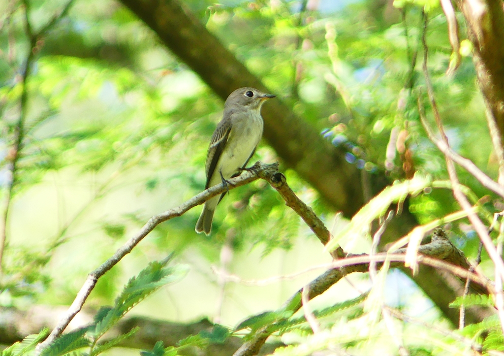 P1210645：コサメビタキ_R