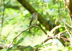 P1210645：コサメビタキ_R