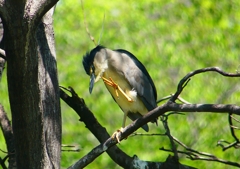 P2010455：ゴイサギ_R