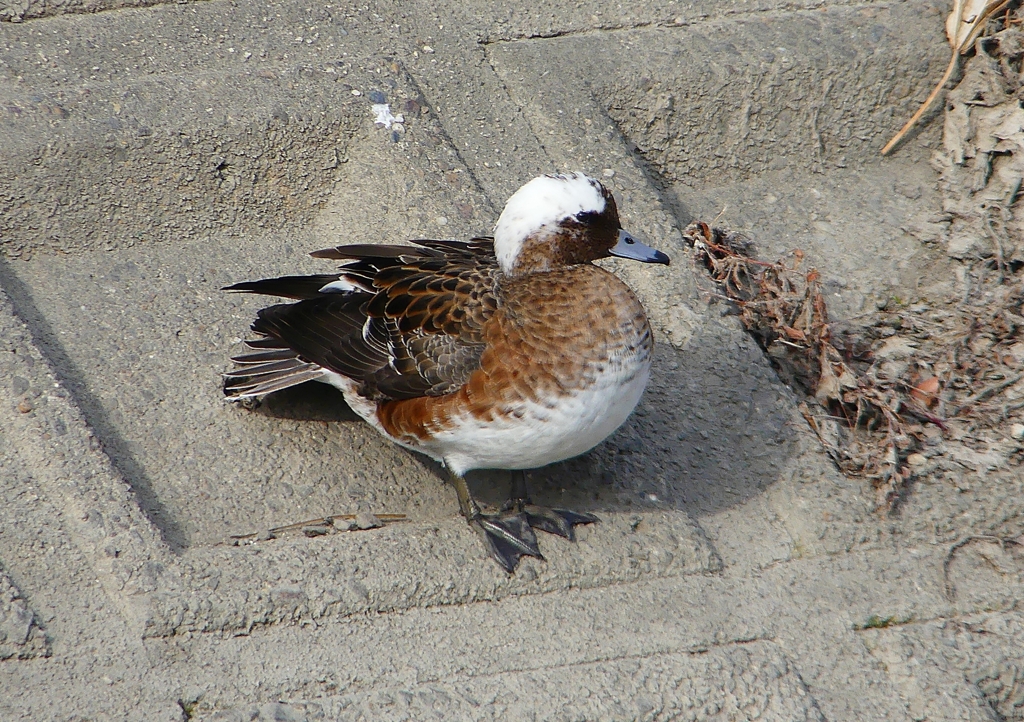 P1580081：頭が白いヒドリガモ_R